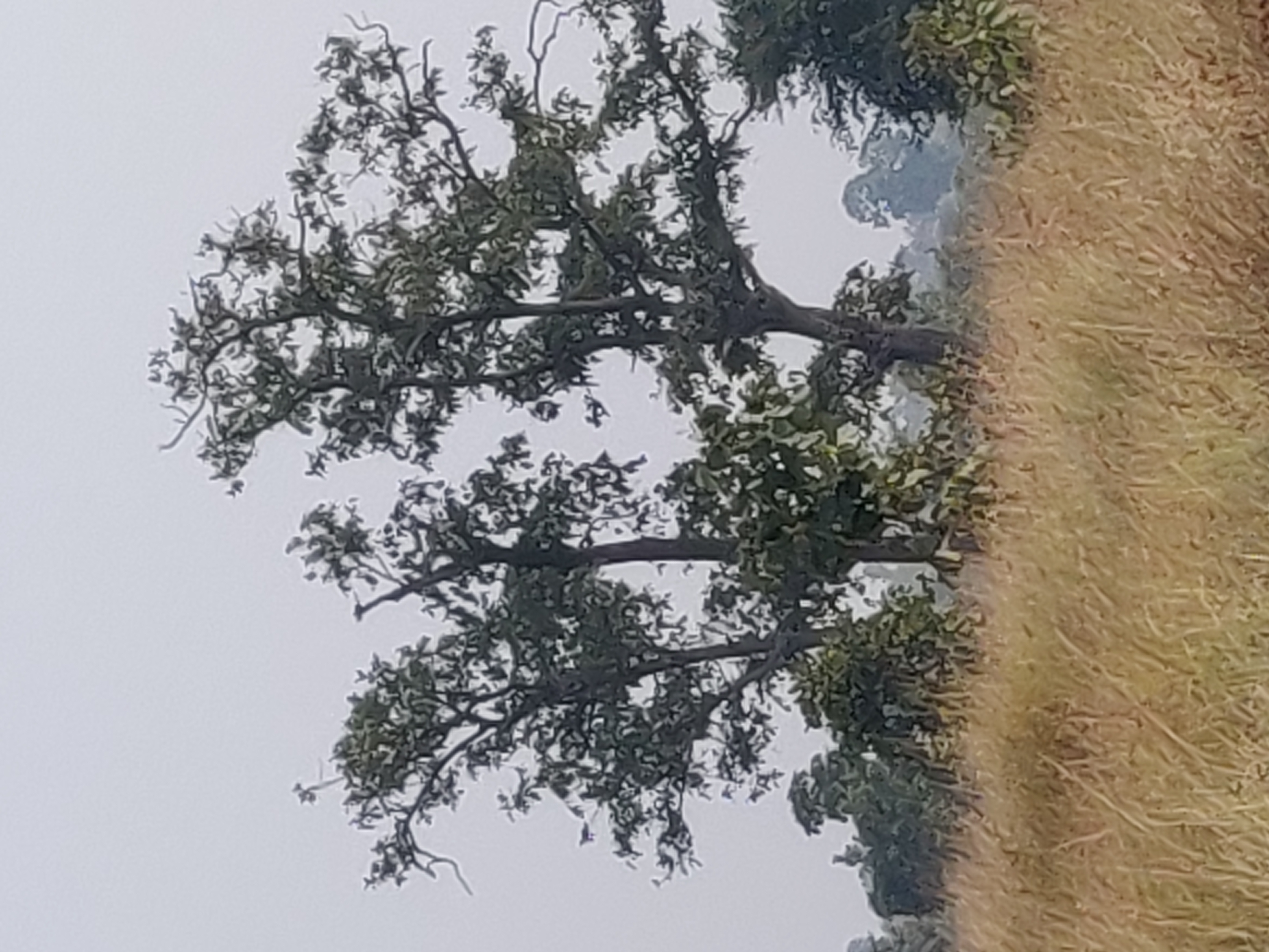 Plot for sale in Nagpur Gramin