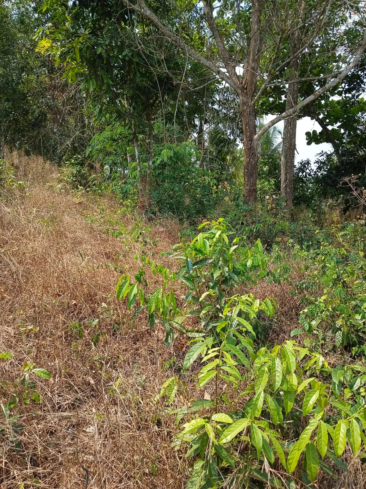 1 Acre plot in Kerala
