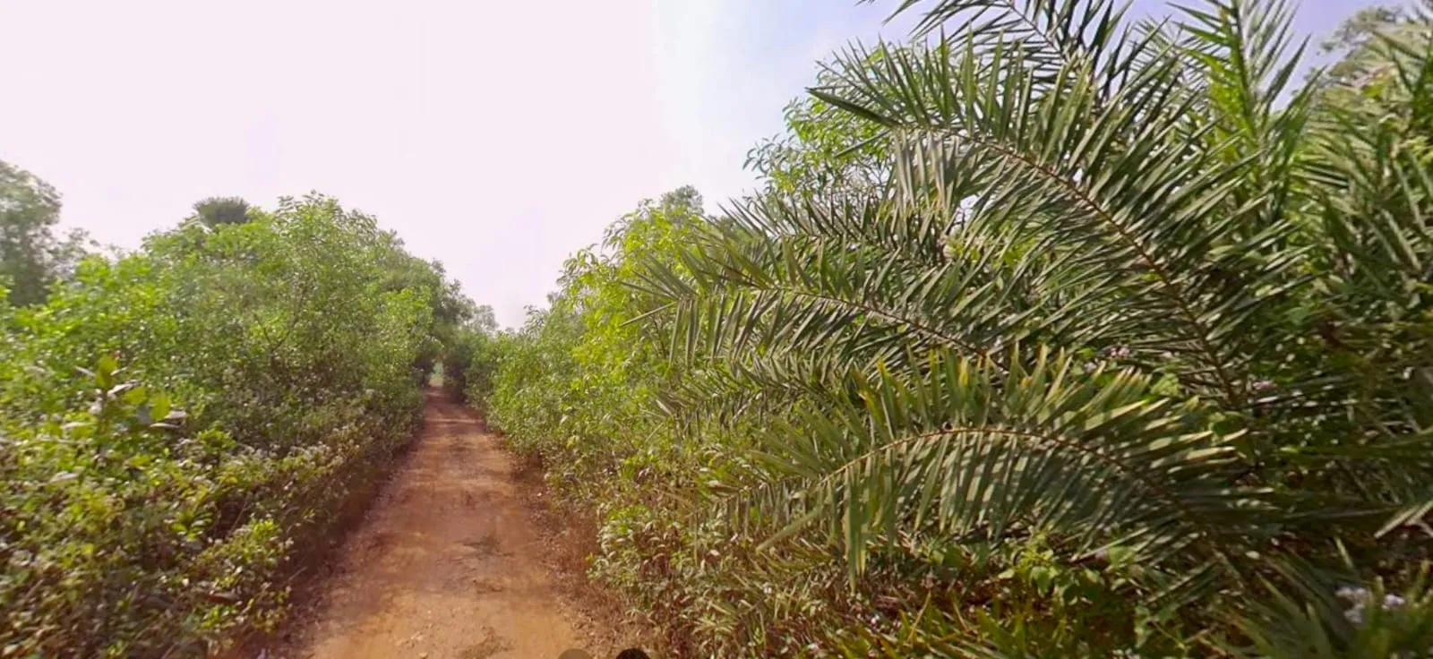 80 bigha plot sell in near fulkushma , bankura