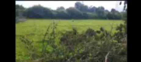 4.25 BIGHA / 1.7001 ACRE FARMLAND ( FERTILE )